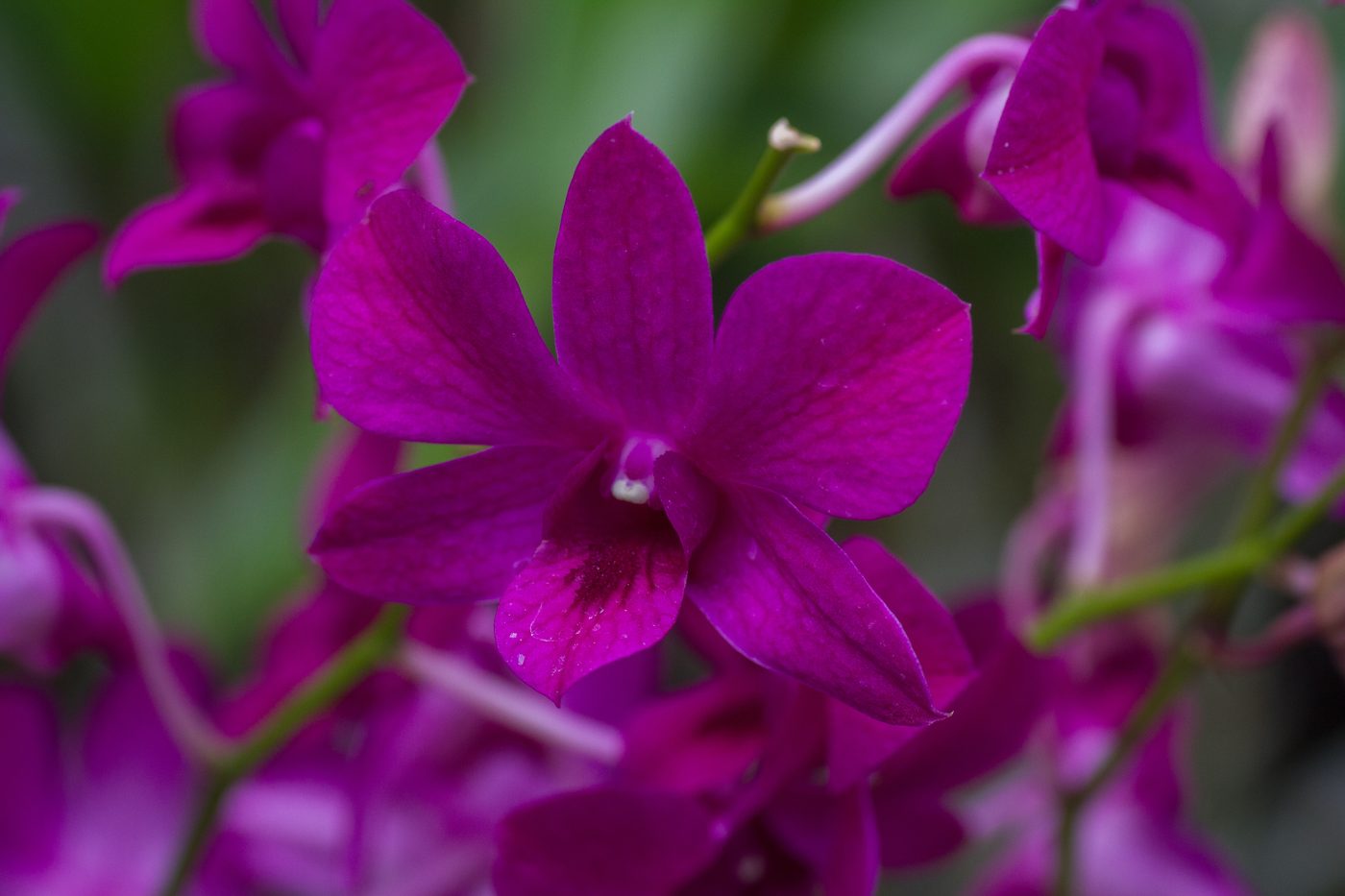Orchids at the Garden of the Sleeping Giant